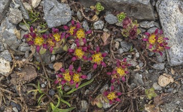Two-flowered purple saxifrage