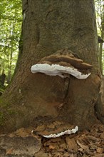 Artist's Fungi