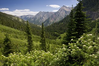 View of forest habitat and mountains