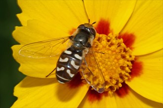 Late Large-fronted Hoverfly