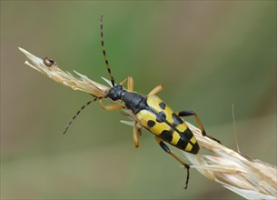Four-banded Longhorn Beetle