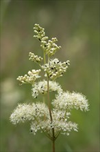 Meadowsweet flowers covered with beetles