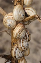 Mediterranean Sand Snail