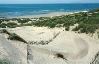 Sand dune 'blow-out' reclamation on coastal dunes
