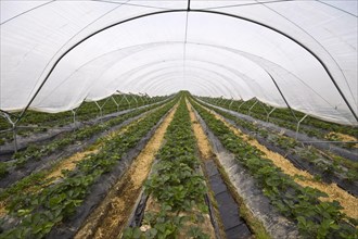 Polly tunnel covers strawberry crop