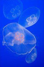Floating Moon Jellyfish