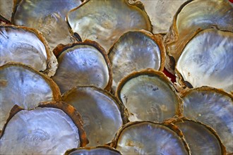 Shells of pearl oysters with mother-of-pearl on the inside of the shell