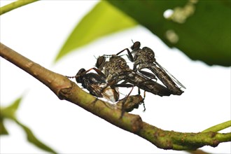 Common robber fly