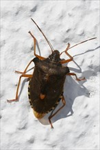 Northern fruit bug