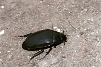 Large piston water beetle