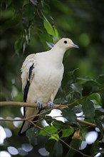 Torres Strait imperial-pigeon