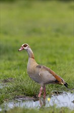 Egyptian Goose