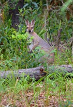 Red-naped wallaby