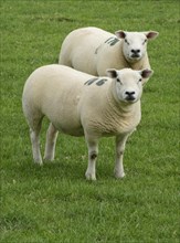 Domestic Sheep