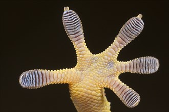 Moorish common wall gecko