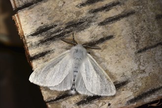White satin moth