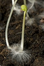 A germinating cabbage seed with cotyledons and root with root hairs on the ground