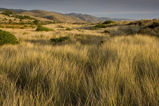 View of vegetated sand dunes and invasive marram grass