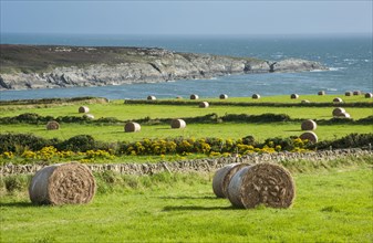 Large round hay bales in coastal meadows