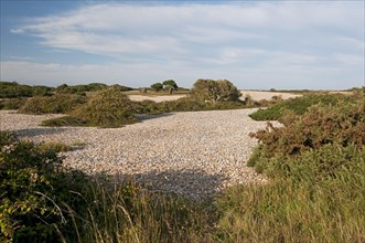 View of the vegetated pebble headland habitat