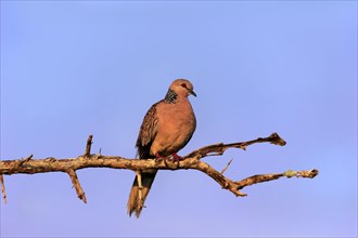 Spotted Pigeon