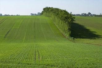 Field with seedling cereal crop and hedgerow