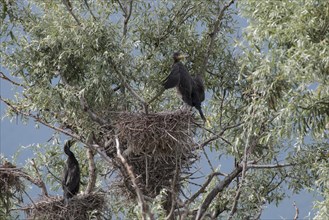 Young cormorants nesting at Lake Kerkini in northern Greece