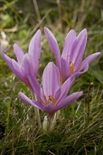 Flowering meadow saffron