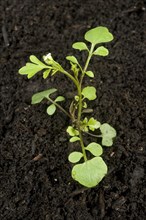 Young plant of hairy bittercress