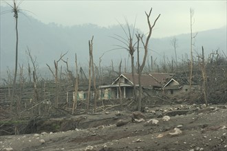 Ash-covered fields