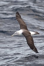 White-headed albatross