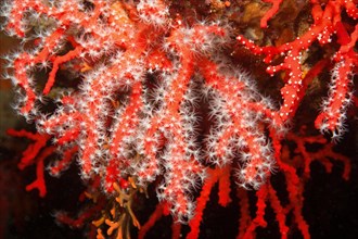 Red coral