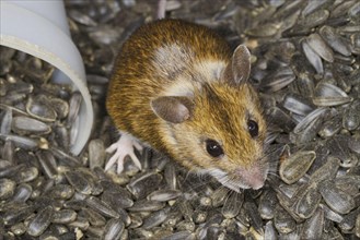 Adult wood mouse