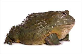 Rana adspersan Bullfrog Bullfrog Grave Frogs