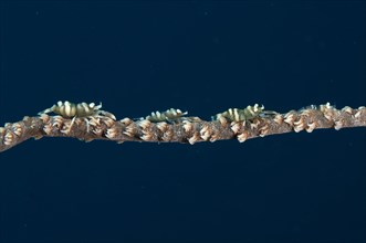 Black coral partner shrimp