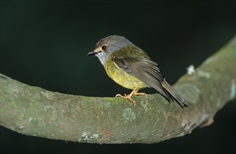 Pale yellow robin