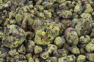 Lichen-covered rock pile