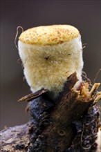 Field Bird's Nest Fungus