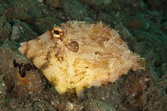Algae Filefish