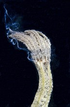 Spotted Worm sea cucumbers