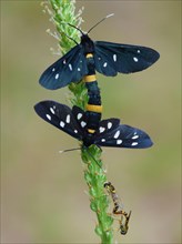 Nine-spotted Moth