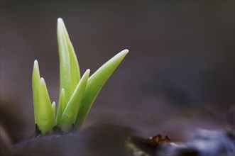 Endymion hyacinth
