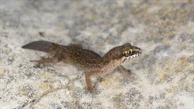 Ocellated thick-toed gecko