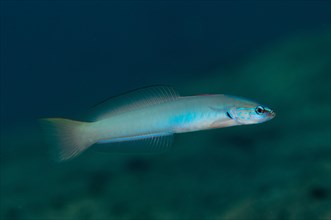 Pearl Dartfish