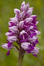 Military military orchid