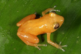 Yellow-coloured rain frog
