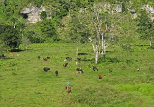 Rancher on horseback with a herd of cattle grazing in a lush depression in a karst landscape
