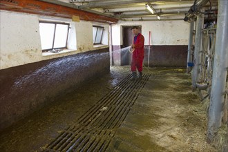 Dairy farmers clean milking parlour with hose after morning milking
