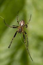 Silver-sided Sector Spider