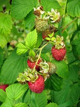 Raspberry fruit ripe and ripening on the bush